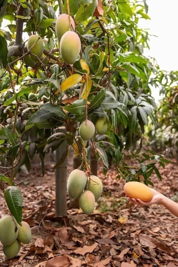 Grafted_Mango_Alphonso_1_3_Ft_Mangifera_Indica_Alphonso_Mango_Fruit_Tree