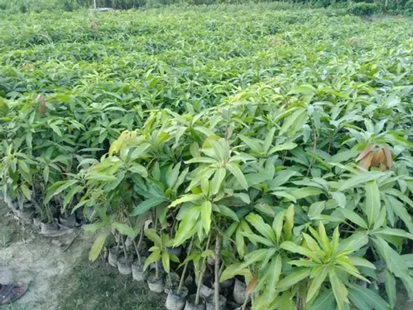 Grafted_Mango_Kothapalli_Kobbari_Variety_Live_Plant