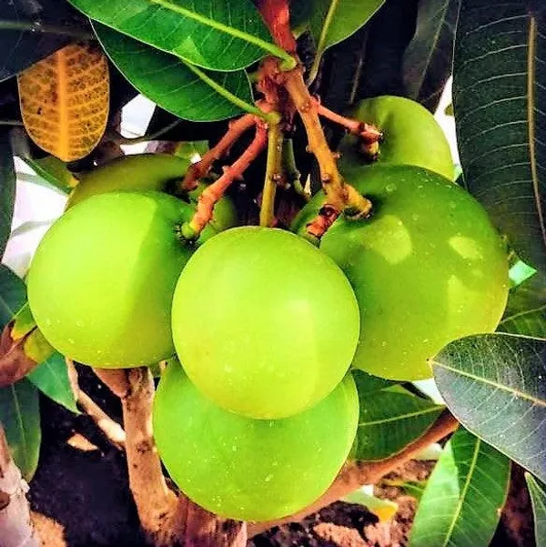 Grafted_Mango_Kothapalli_Kobbari_Variety_Live_Plant