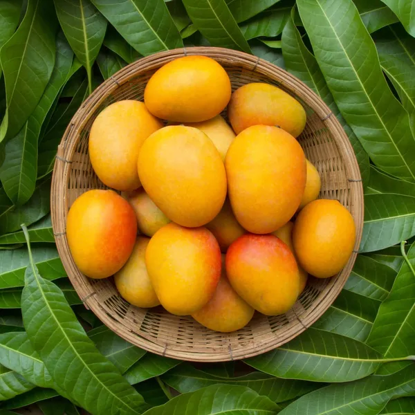 Grafted_Mango_Kothapalli_Kobbari_Variety_Live_Plant