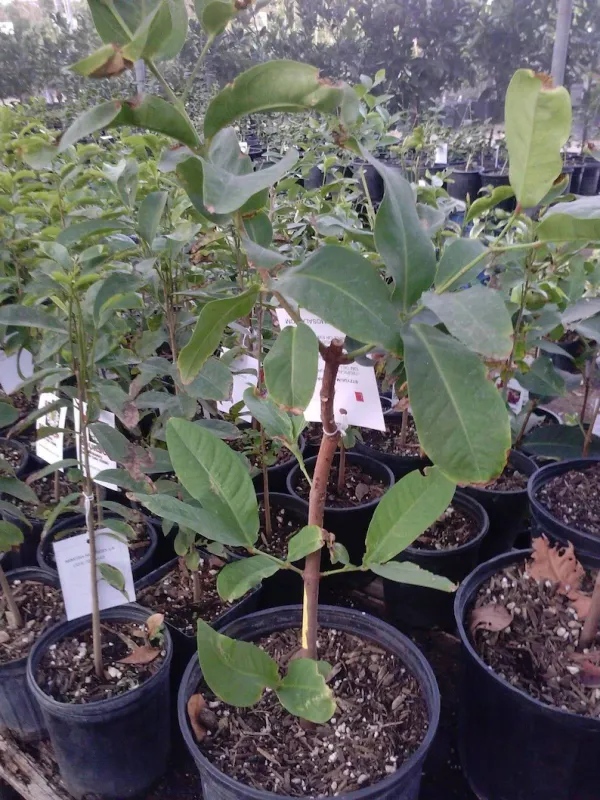 Grafted_ed_Apple_Jamrul_|Wax_Apple|Water_Apple_Hybrid_Fruit_Plant