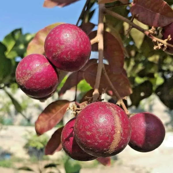 Grafted_Red_Hybrid_Ruby_Longan_Live_Plant_Lal_Ashfal_Tree