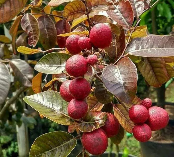 Grafted_Red_Hybrid_Ruby_Longan_Live_Plant_Lal_Ashfal_Tree