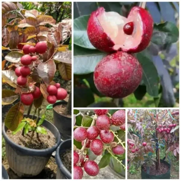 Grafted_Red_Hybrid_Ruby_Longan_Live_Plant_Lal_Ashfal_Tree