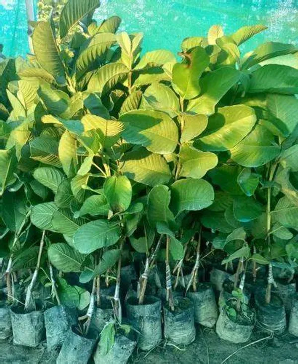 Grafted_Seedless_Sweet_Guava_Hybrid_Plant_(Pack_of_1)