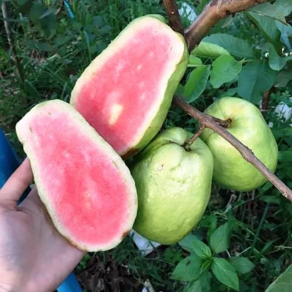 Grafted_Seedless_Sweet_Guava_Hybrid_Plant_(Pack_of_1)