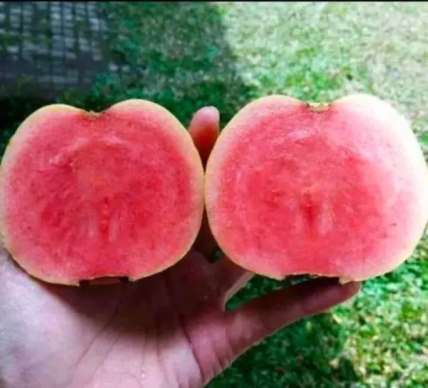 Grafted_Seedless_Sweet_Guava_Hybrid_Plant_(Pack_of_1)