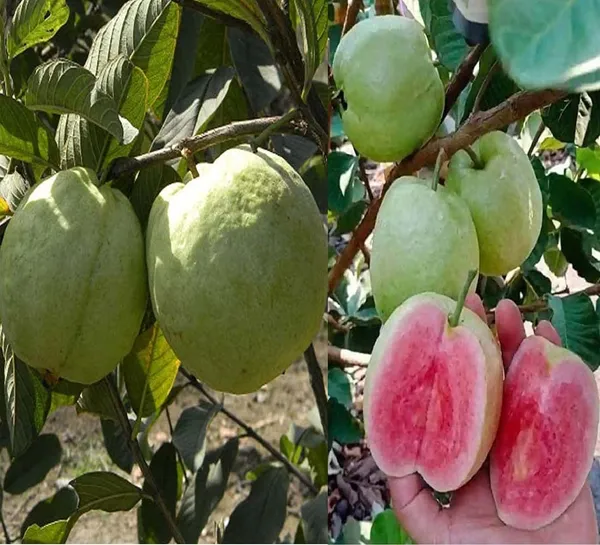 Grafted_Seedless_Sweet_Guava_Hybrid_Plant_(Pack_of_1)