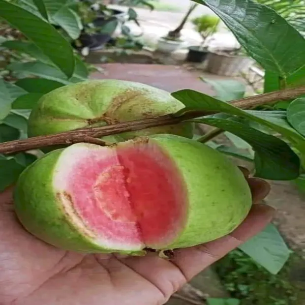Grafted_Seedless_Sweet_Guava_Hybrid_Plant_(Pack_of_1)