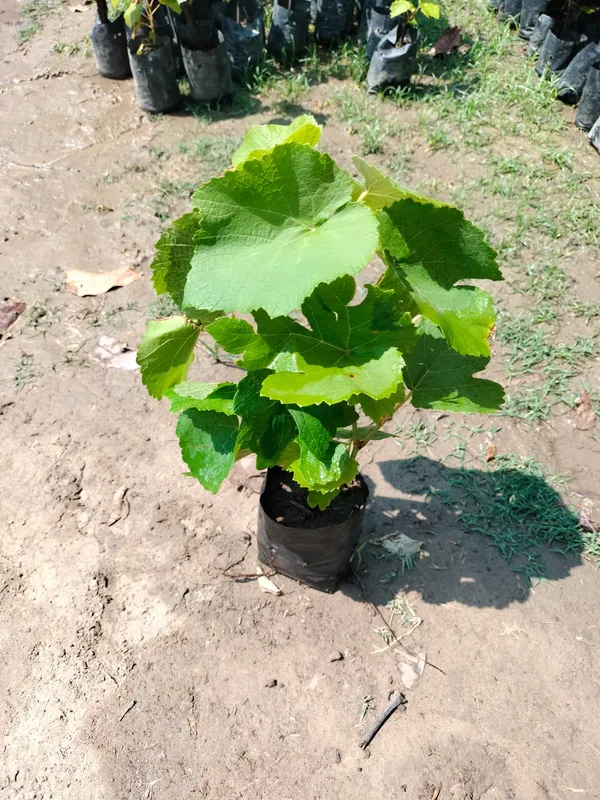 Pink_Grapes_Hybrid_Fruit_Plant