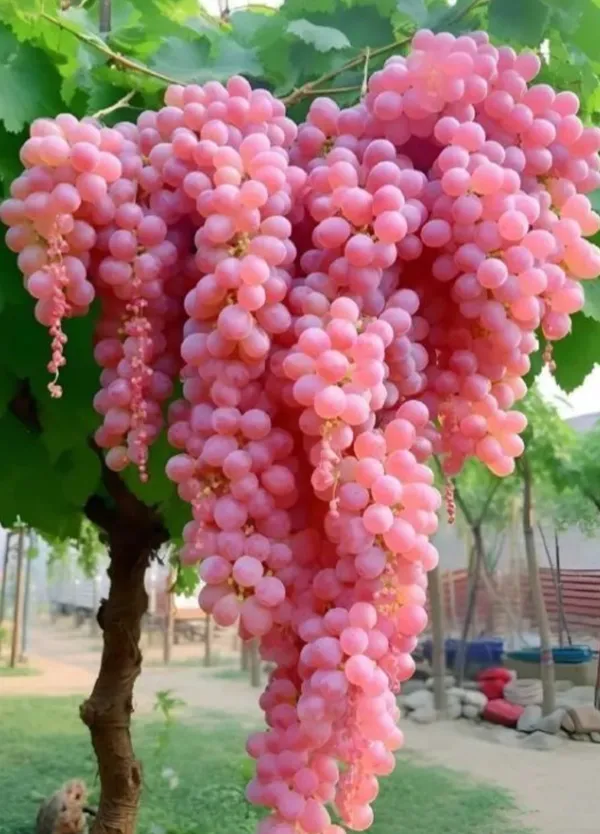 Pink_Grapes_Hybrid_Fruit_Plant