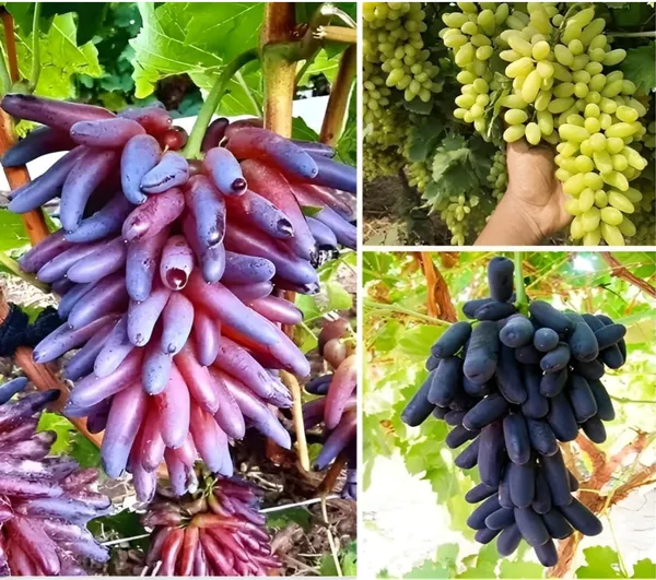 Thai_Grapes_Seedless_Hybrid_Fruit_Plant