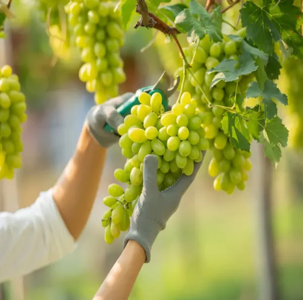 Thai_Variety_Grapes_Seedless_Hybrid_Fruit_Plant