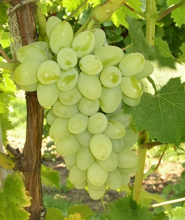 Thai_Variety_Grapes_Seedless_Hybrid_Fruit_Plant