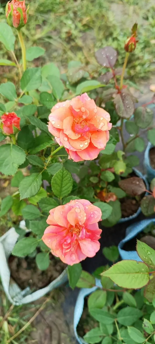 Gray_Rose_Plant_1.5-3.5_Ft_(Pack_Of_1)