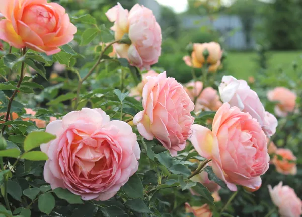 Gray_Rose_(Grafted)_1.5-3.5_Ft_Flower_Plant_(Pack_Of_1)