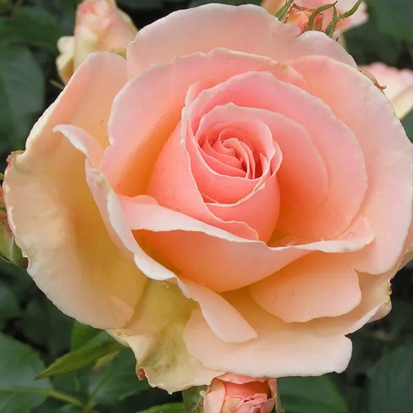 Gray_Rose_(Grafted)_1.5-3.5_Ft_Flower_Plant_(Pack_Of_1)