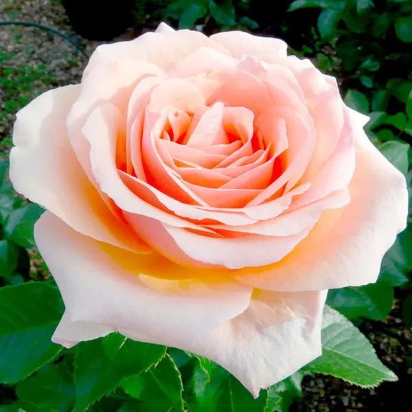 Gray_Rose_(Grafted)_1.5-3.5_Ft_Flower_Plant_(Pack_Of_1)