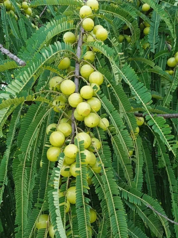 Thai_Varieties_Grafted_Green_Amla_Plant