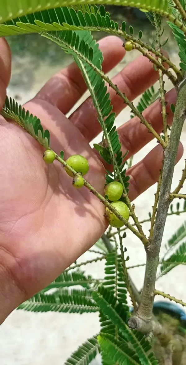 Thai_Varieties_Grafted_Green_Amla_Plant