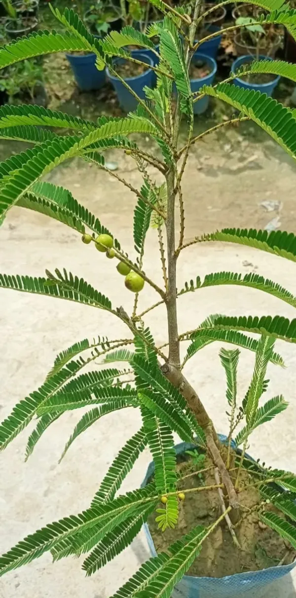 Thai_Varieties_Grafted_Green_Amla_Plant