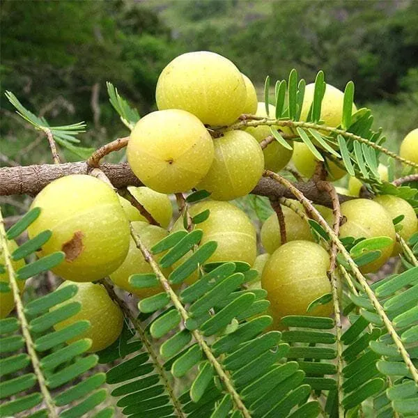 Thai_Varieties_Grafted_Green_Amla_Plant
