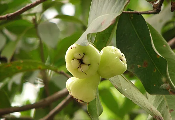 Green_water_Apple|Java_Apple|Wax_Apple|Jamrul_Hybrid_Plant