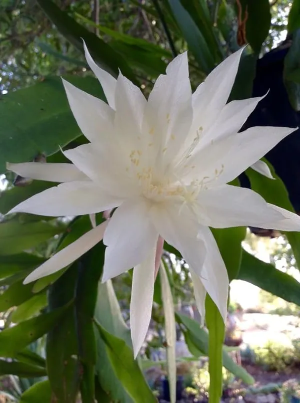 Greenery_Nursery_Brahma_Kamal_white_Flower_plant_For_Home_and_Graden_(_Pack_Of_1)