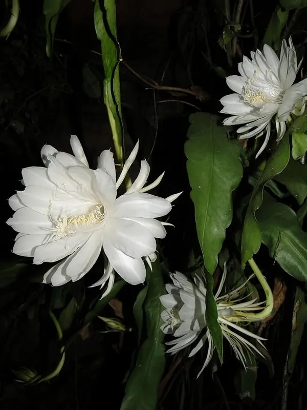 Greenery_Nursery_Brahma_Kamal_white_Flower_plant_For_Home_and_Graden_(_Pack_Of_1)