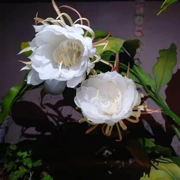 Greenery_Nursery_Brahma_Kamal_white_Flower_plant_For_Home_and_Graden_(_Pack_Of_1)