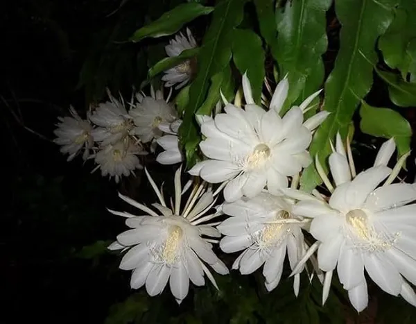 Greenery_Nursery_Brahma_Kamal_white_Flower_plant_For_Home_and_Graden_(_Pack_Of_1)