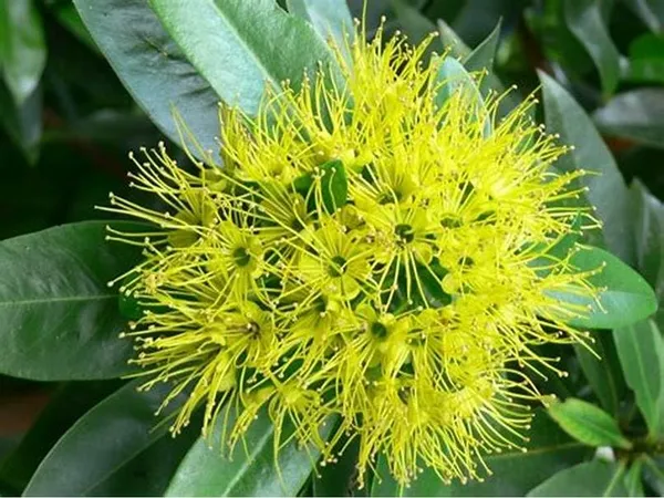 Greenery_Nursery_First_Love_Xanthostemon_Chrysanthus,Golden_Penda_Bright_Golden_Yellow_Flowers_Plant_Natural__outdoor_gardens_and_landscaping