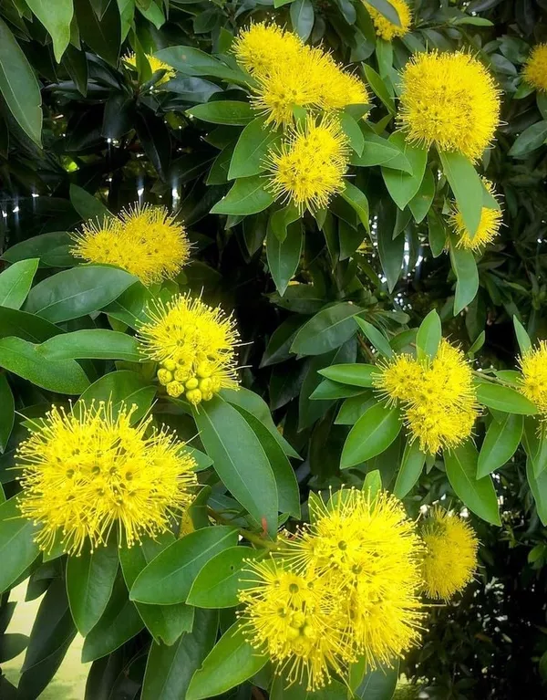 Greenery_Nursery_First_Love_Xanthostemon_Chrysanthus,Golden_Penda_Bright_Golden_Yellow_Flowers_Plant_Natural__outdoor_gardens_and_landscaping