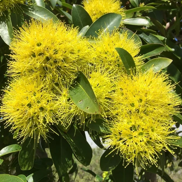Greenery_Nursery_First_Love_Xanthostemon_Chrysanthus,Golden_Penda_Bright_Golden_Yellow_Flowers_Plant_Natural__outdoor_gardens_and_landscaping