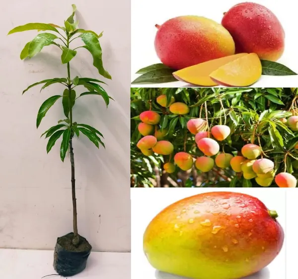 Hybrid_Gulab_Khas_Mango_Grafting_Plant_(1.5-2_Feet_Height_Pack_Of_1)