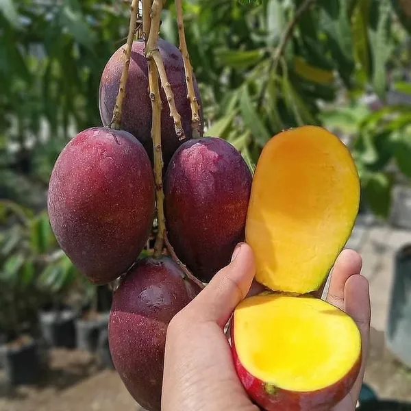 Hybrid_Gulab_Khas_Mango_Grafting_Plant_(1.5-2_Feet_Height_Pack_Of_1)