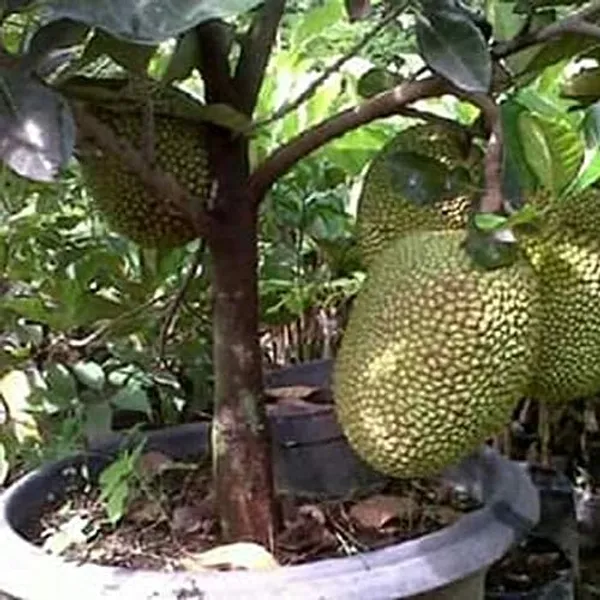 Gumless_Jackfruit_Plant_(Hybrid,_Pack_Of_1)