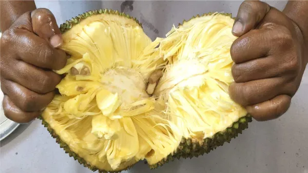 Gumless_Jackfruit_Plant_(Hybrid,_Pack_Of_1)