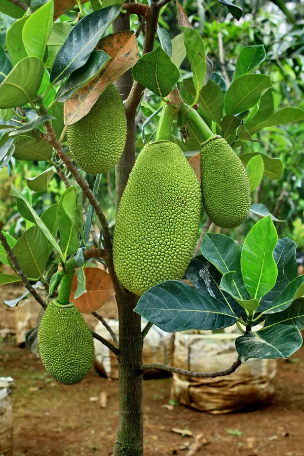 Gumless_Jackfruit_Plant_(Hybrid,_Pack_Of_1)