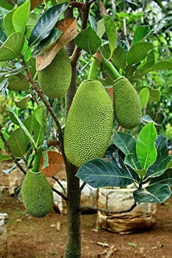 Gumless_Jackfruit_Plant