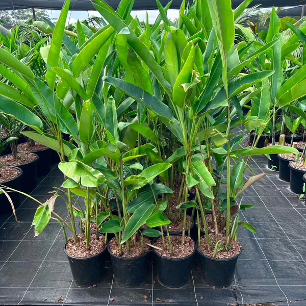 HELICONIA_ROSTRATA_FLOWERING_PLANTS
