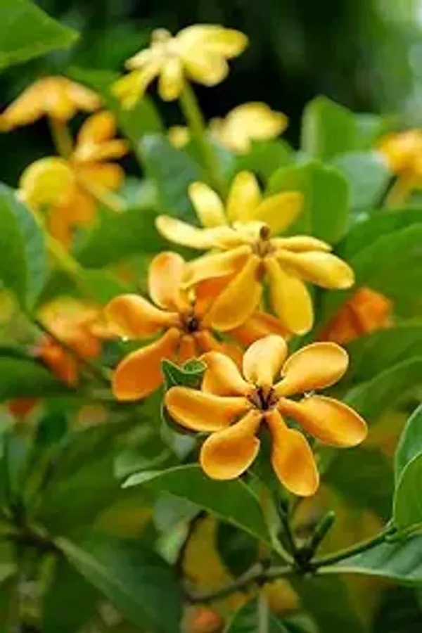 Colour_Changing_Tabernaemontana_(Togor)_Plant