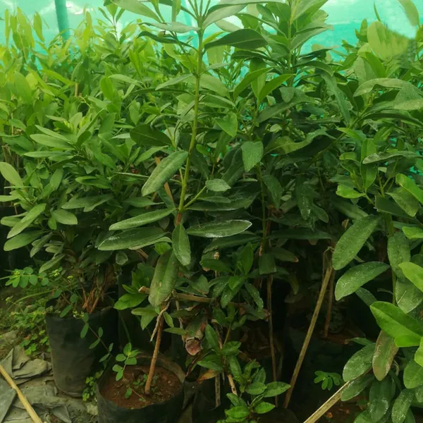 All_Spice_Pimenta_Dioica_Spice_Scented_Leaf_Spice_Plant_(1.5-3_Feet_Height)