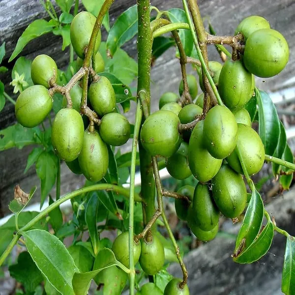 Hog_Plum_Bilati_Amra_Spondias_Mombin_All_Time_Grafted_Fruit_Plant_(1.5-3_Feet_Height)