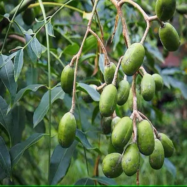 Hog_Plum_Bilati_Amra_Spondias_Mombin_All_Time_Grafted_Fruit_Plant_(1.5-3_Feet_Height)