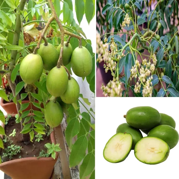 Hog_Plum_Bilati_Amra_Spondias_Mombin_All_Time_Grafted_Fruit_Plant_(1.5-3_Feet_Height)