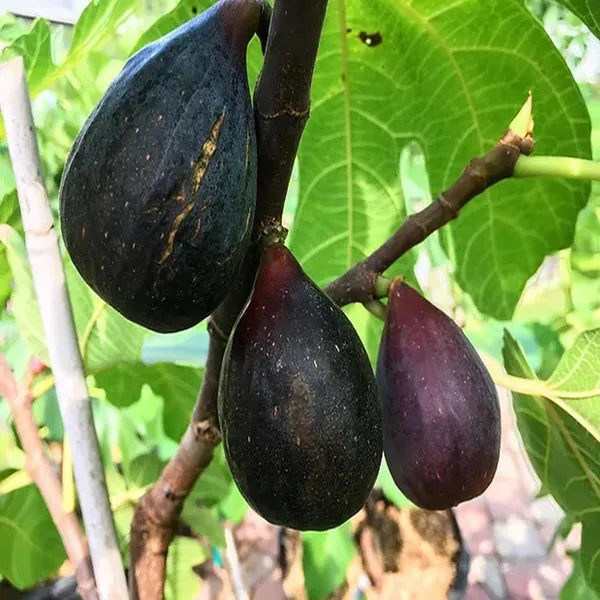 Black_Mission_Fig_Anjeer_Layering/Grafted_Fruit_Plant_(1-2_Feet_Height)