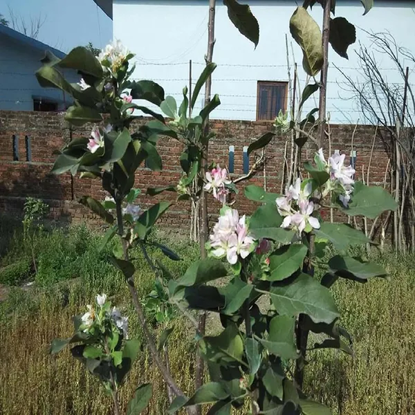 Hariman_99_Low_Chill_Tropical_Apple_Seb_Grafted_Fruit_Plant_(1.5-3_Feet_Height)