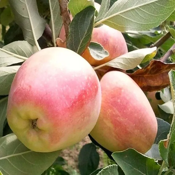 Red_Anna_Variety_Low_Chill_Tropical_Apple_Seb_Grafted_Fruit_Plant_(1.5-3_Feet_Height)