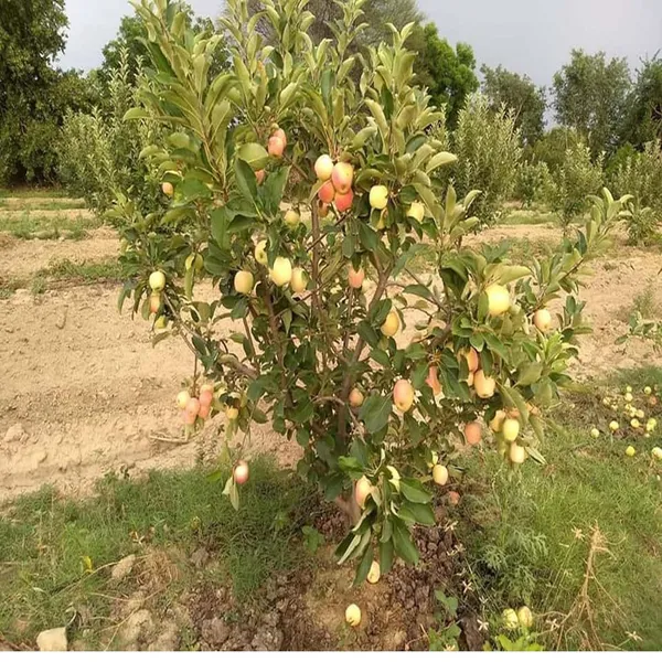 Red_Anna_Variety_Low_Chill_Tropical_Apple_Seb_Grafted_Fruit_Plant_(1.5-3_Feet_Height)